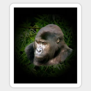 Gorilla portrait Sticker